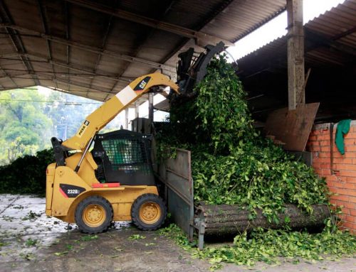 A Produção de Erva-mate